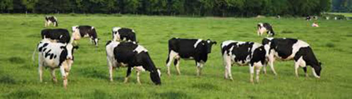 Dairy Cattle